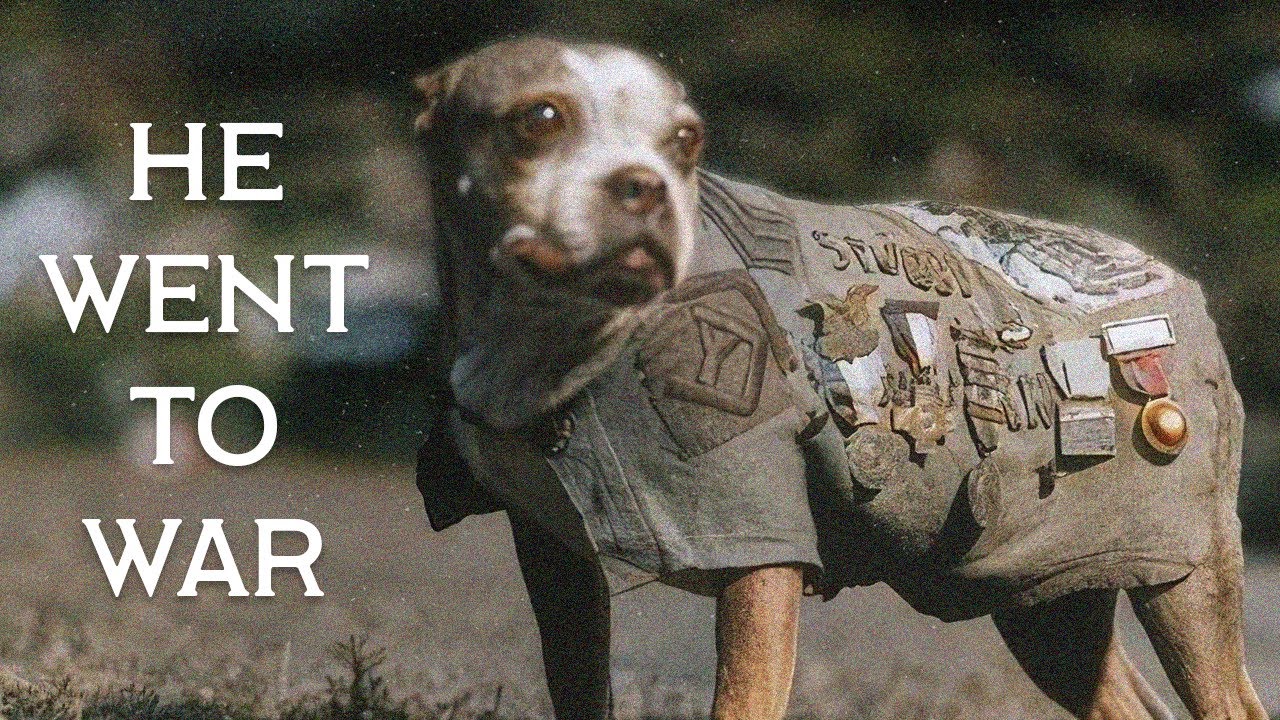 8 собак, которые действительно изменили историю.