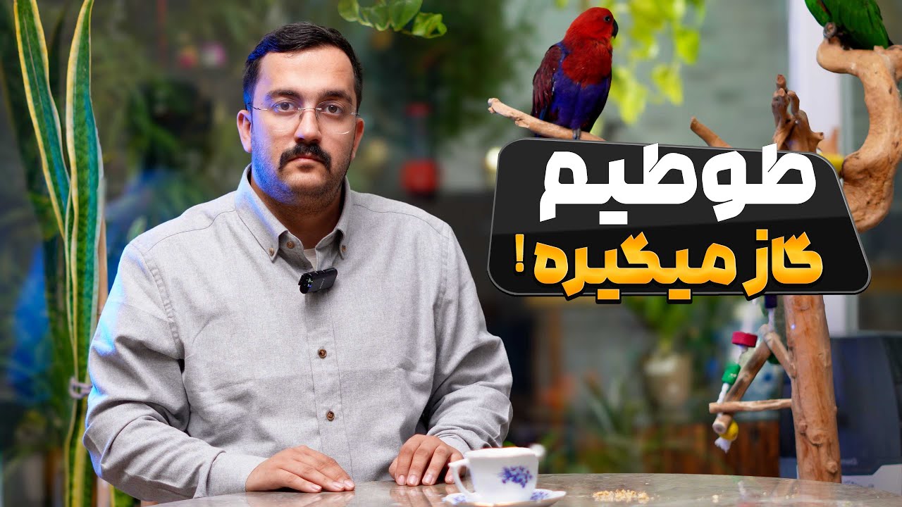 چرا طوطیم گاز می‌گیرد؟ 🦜🤔
