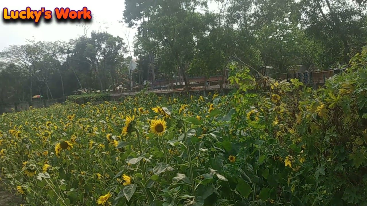 Sunflower's Garden