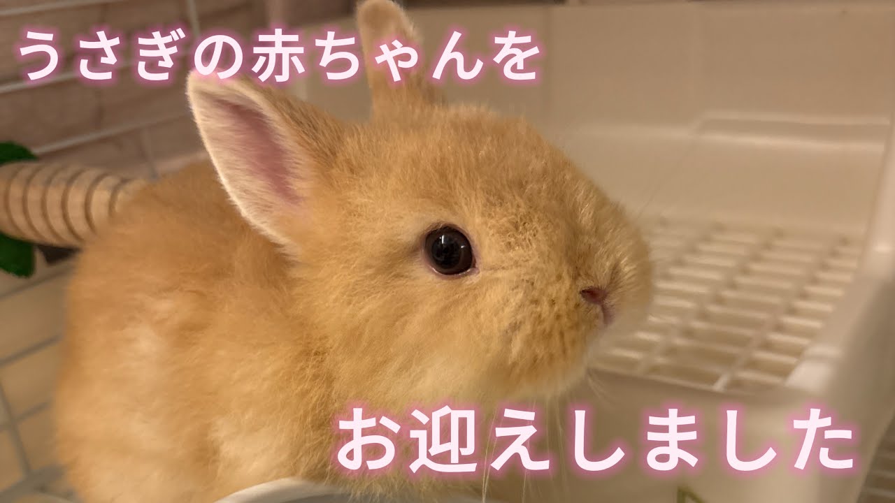 うさぎの赤ちゃんをお迎えしました！【ネザーランドドワーフ】