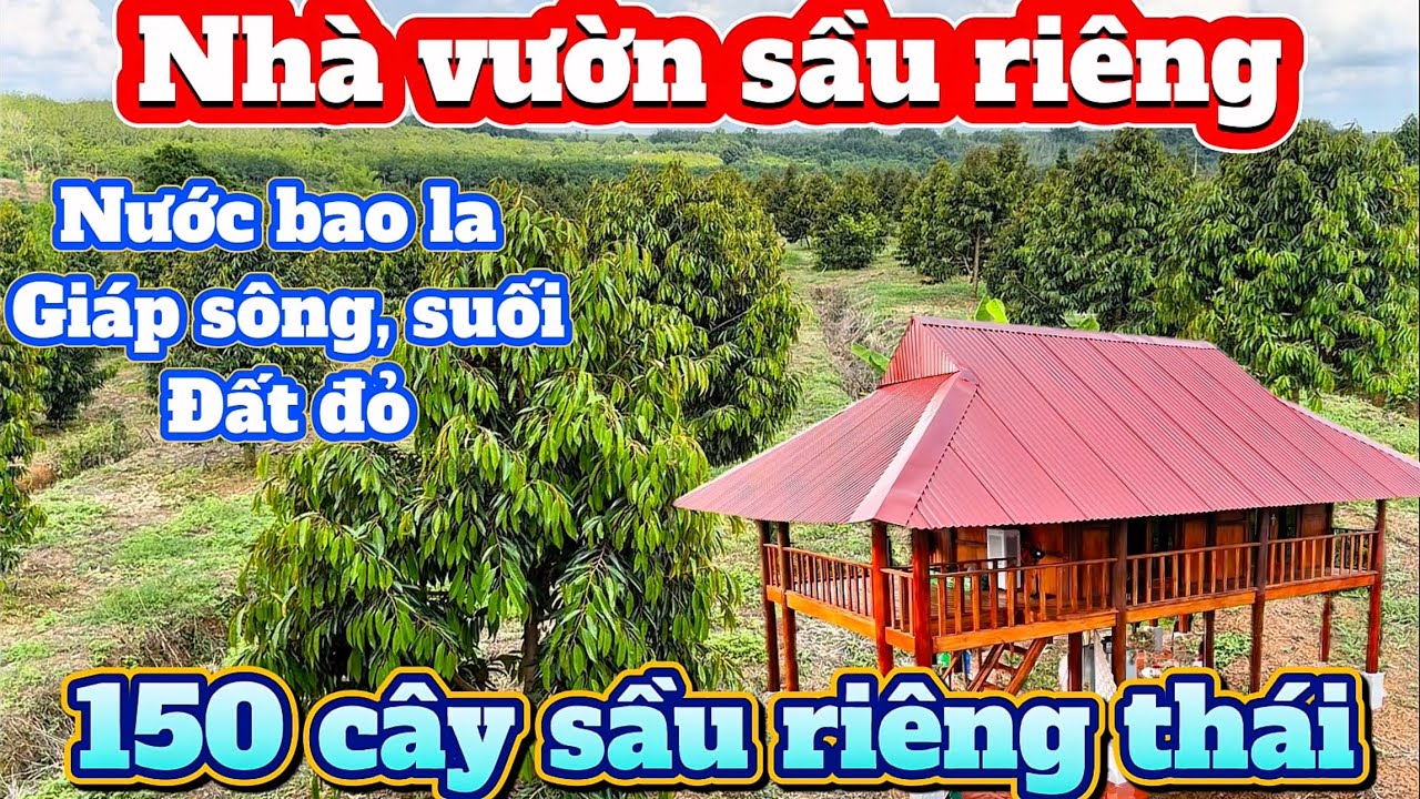 Nhà vườn nghỉ dưỡng, 150 cây sầu thái 4 năm tuổi, có nhà sàn gỗ 350tr. S:1ha3 Giáp sông, suối,đất đỏ
