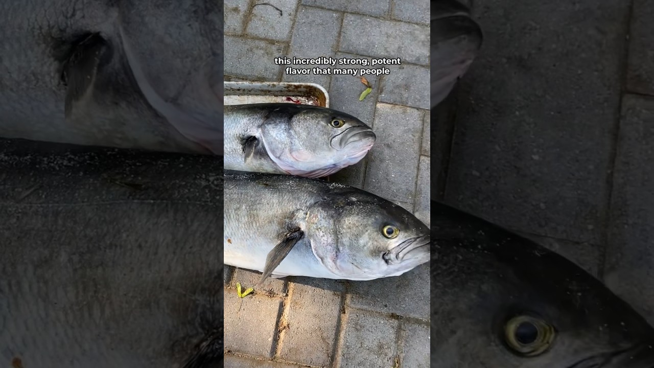Why People HATE Eating this Fish&hellip;