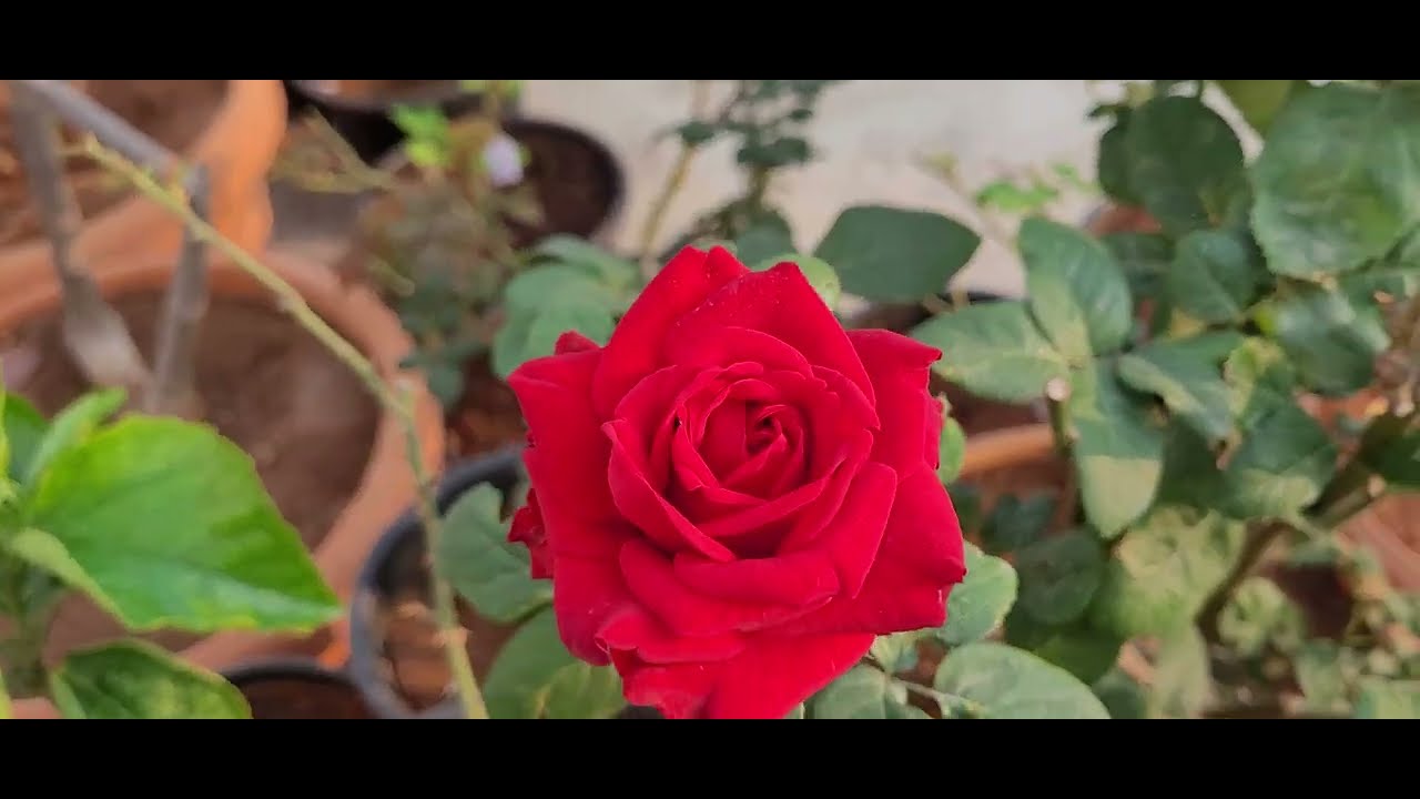Rose - Veterans Honor