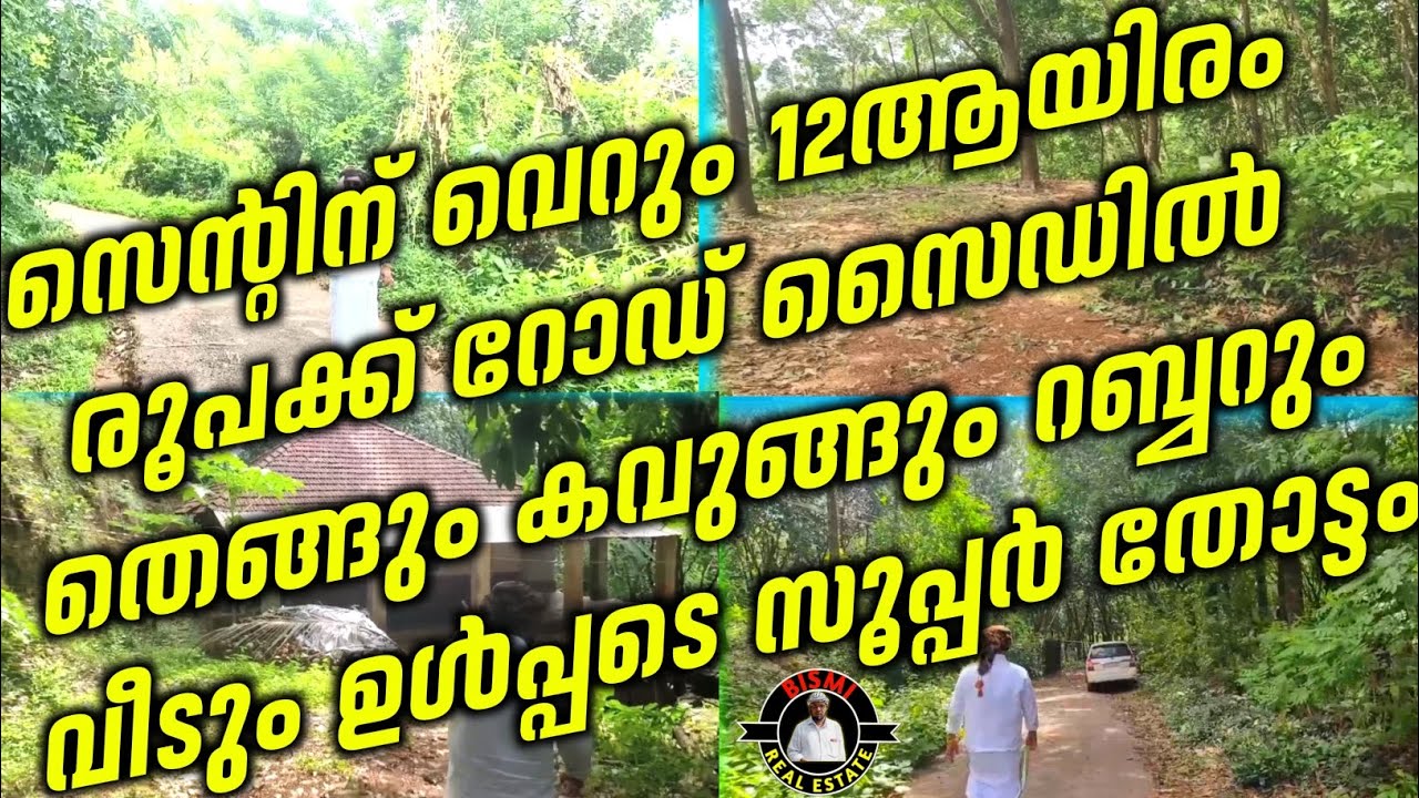 സെന്റിന് വെറും 12ആയിരം രൂപക്ക് റോഡ് സൈഡിൽ തെങ്ങും കവുങ്ങും റബ്ബറും വീടും ഉൾപ്പടെ സൂപ്പർ തോട്ടം
