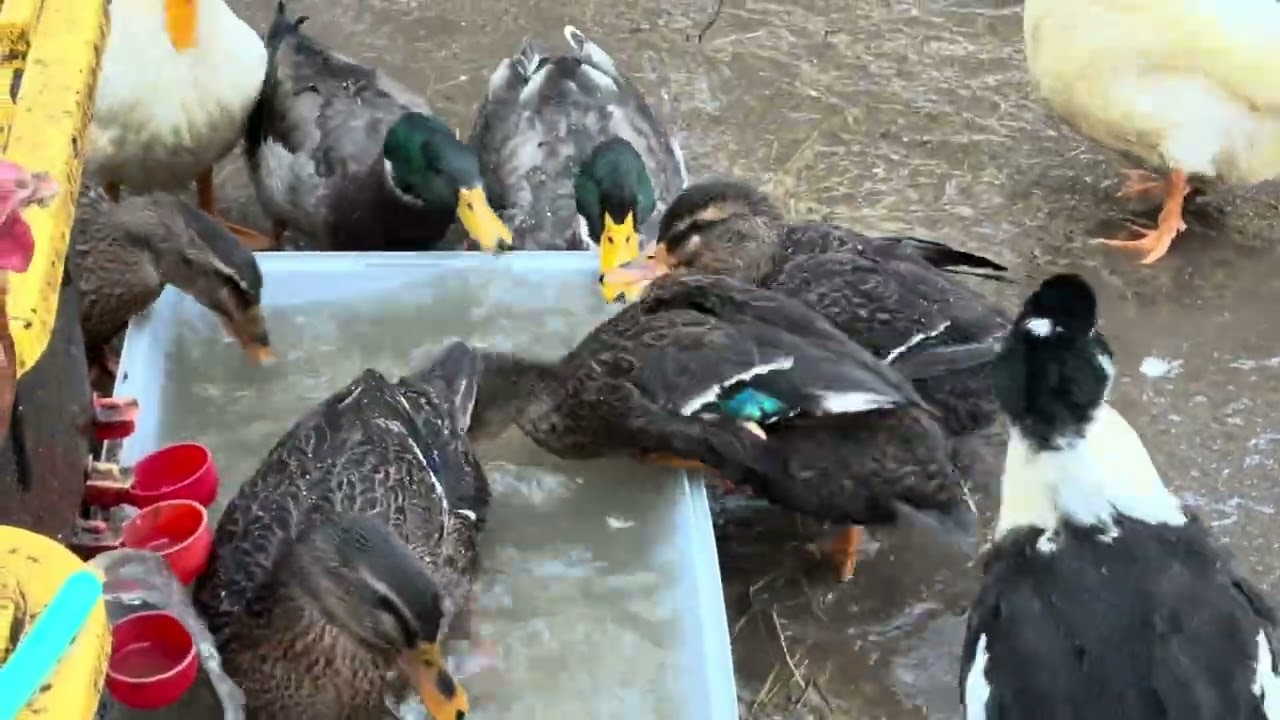 Happy Ducks taking a bath in the tiny tub 02/06/2026