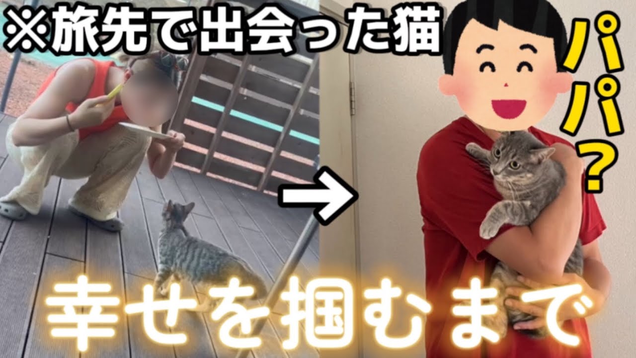 旅行先で保護したクレームの絶えない野良猫が幸せになるまでの軌跡