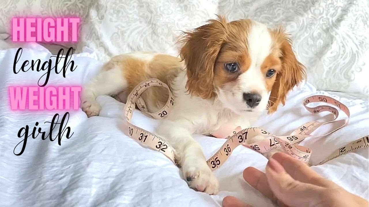 HOW BIG IS A 3 MONTH OLD CAVAPOO PUPPY?