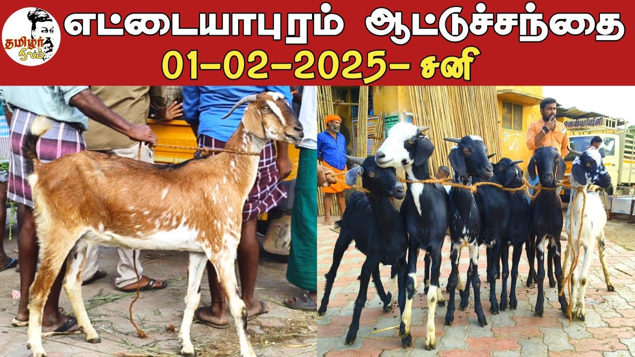 1-02-2025/ எட்டையாபுரம் சனிக்கிழமை ஆட்டுச் சந்தை தூத்துக்குடி மாவட்டம்