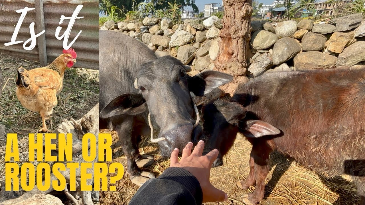 Ghar bari 
