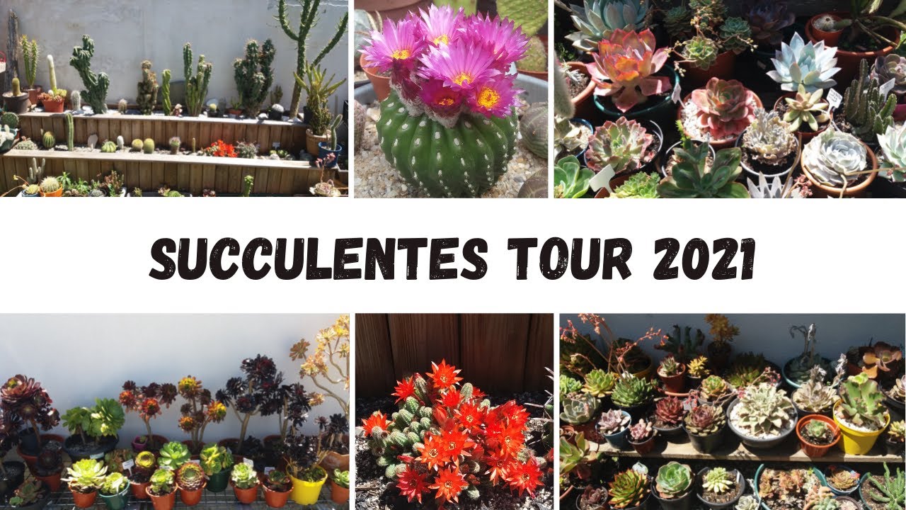 Succulentes tour/Garden tour