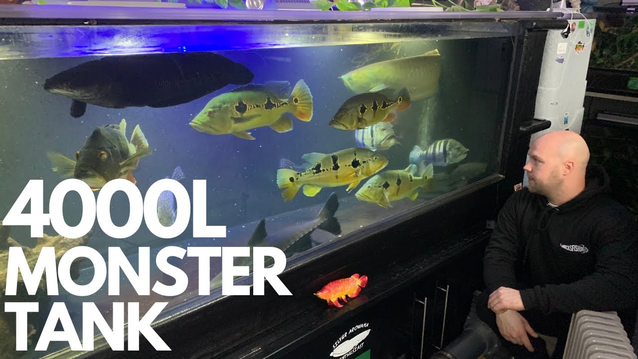 4000L MONSTER tank ( transferring my old Temensis bass ) plus FEEDING TIME