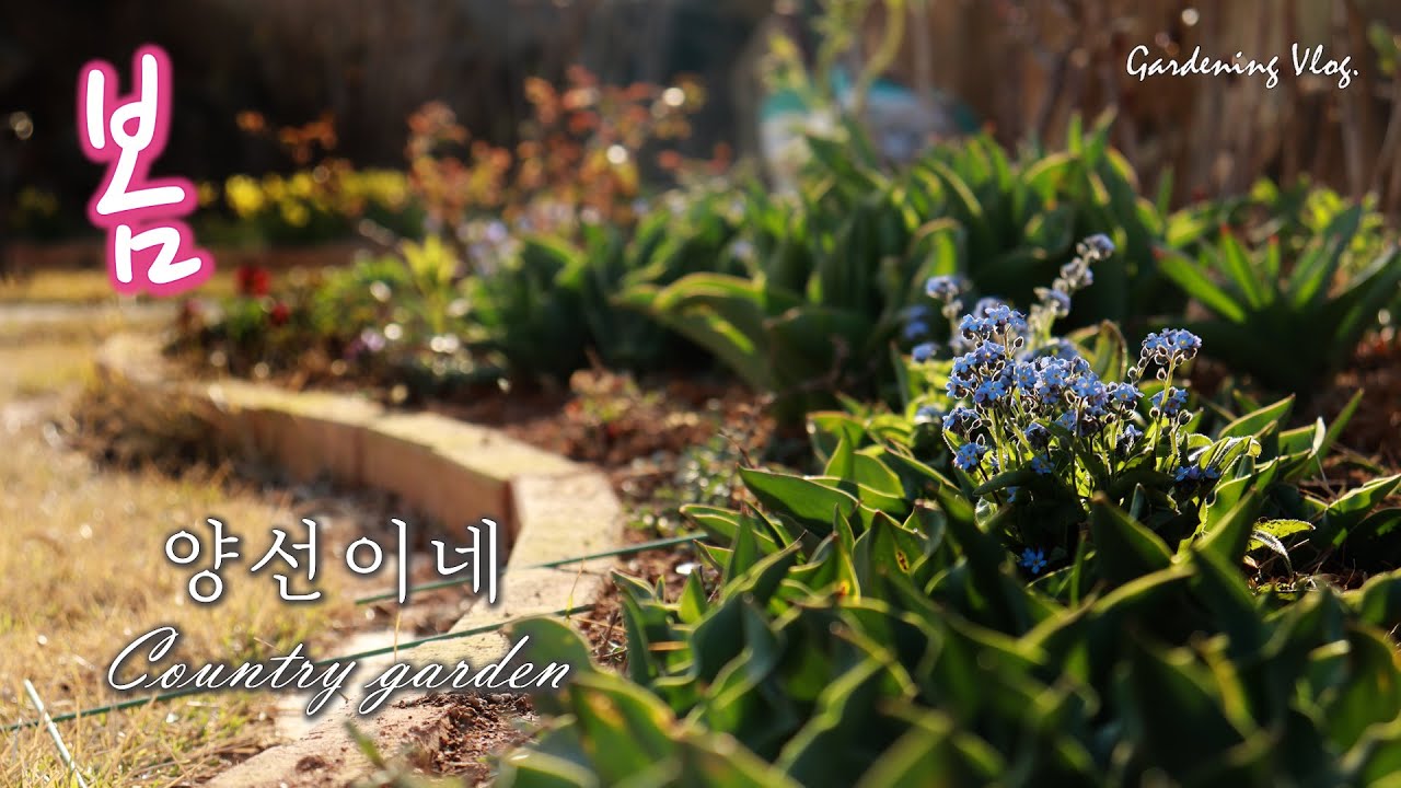 3월의 가드닝/정원을 가꾸는데 가끔은 과감해질 필요가 있어요./가드닝 팁