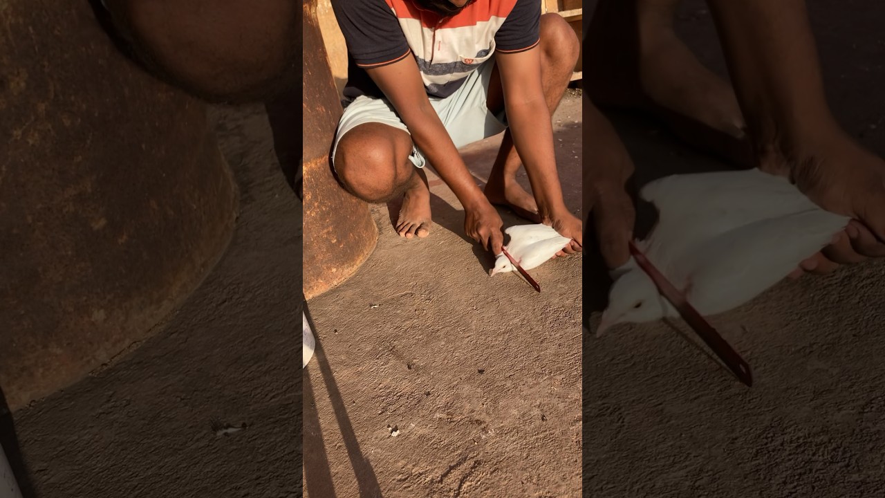 new video ,Please support for this video They are not killing,save pigeons #pigeon #like #subscribe