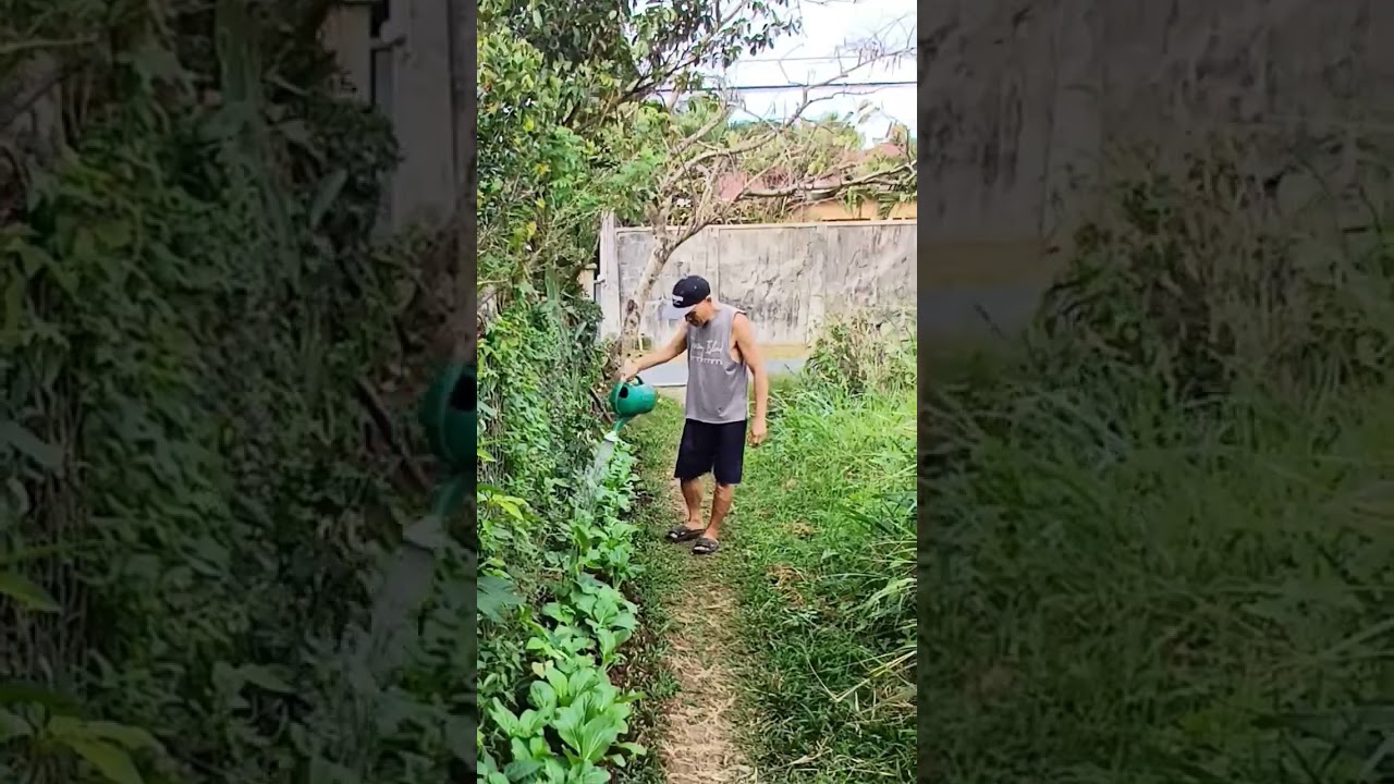 Province life. Garden for food, unbeleafable growth.