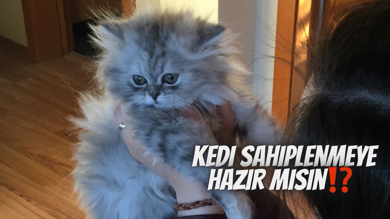 Kedi sahiplenmeye hazır mısın? 15 soruluk kolay bir testle hemen cevabı bulalım 🐾