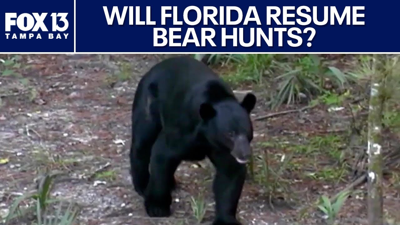 What would a Florida bear hunt look like if it happens?