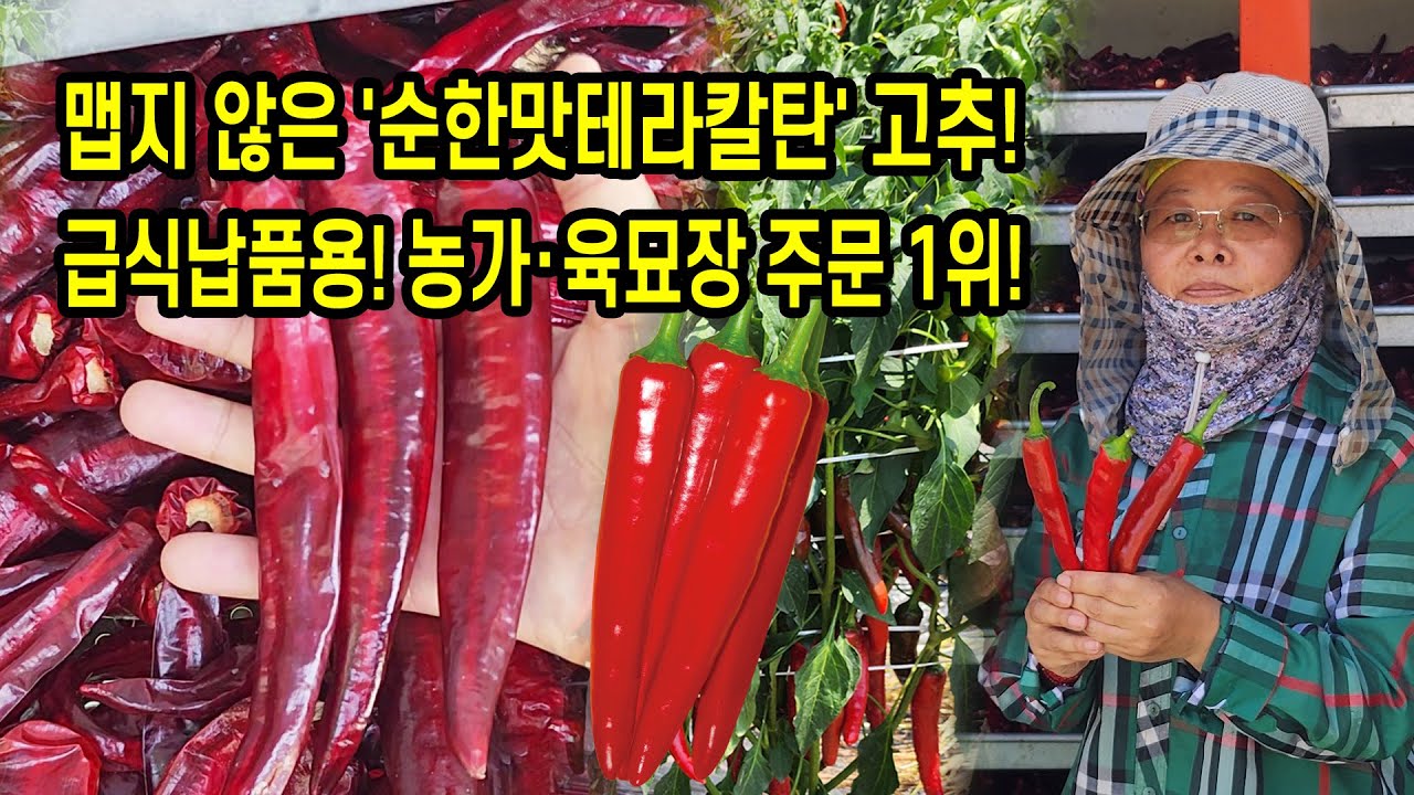 맵지 않은 '순한맛테라칼탄' 고추! 급식납품용! 농가·육묘장 주문 1위!