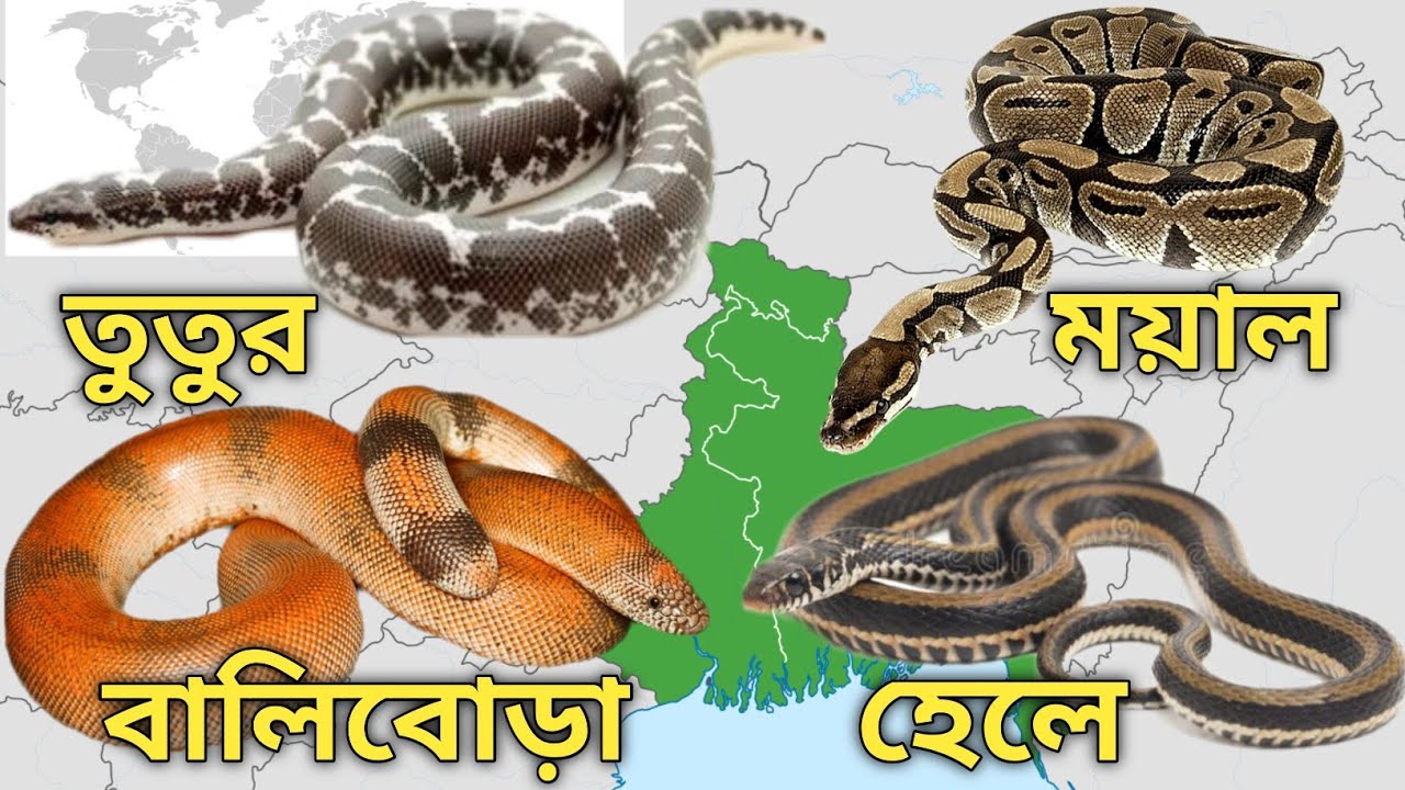 বাংলাদেশ ও পশ্চিমবঙ্গের ১৫টি বিষহীন সাপ | Top 15 Non-Venomous Snakes From Bangladesh and West Bengal