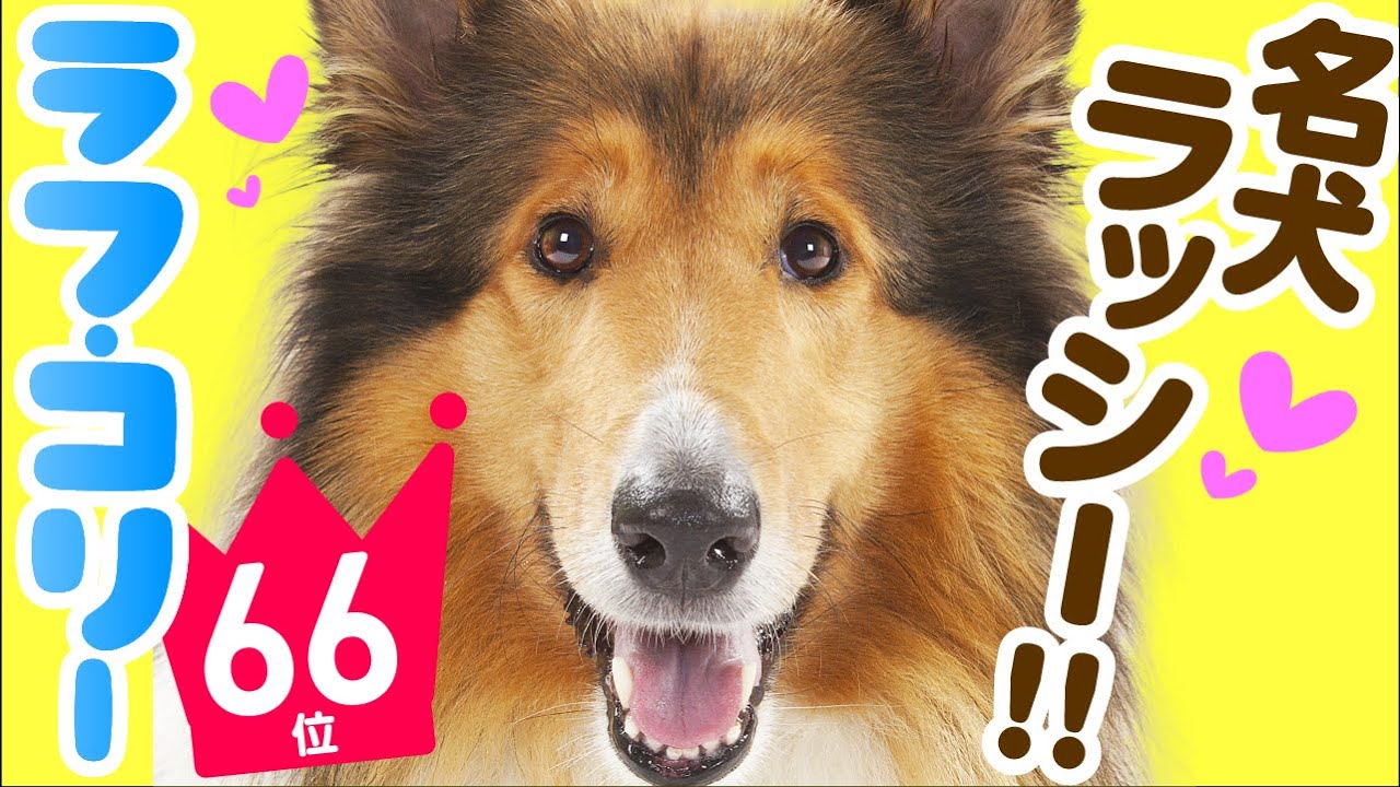 [С субтитрами] #66 Грубый колли | Rough Collie 101 | Lassie ❤️ TOP 100 Cute Dog Breeds Video