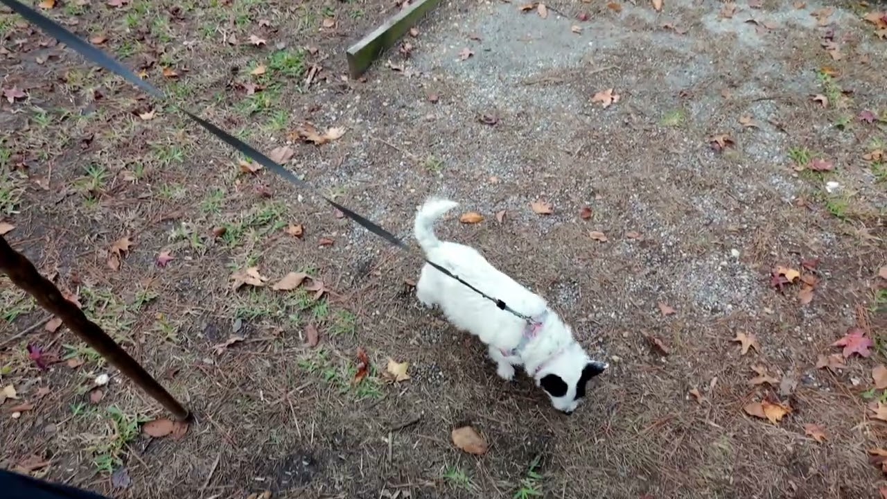 Walk with Tilly