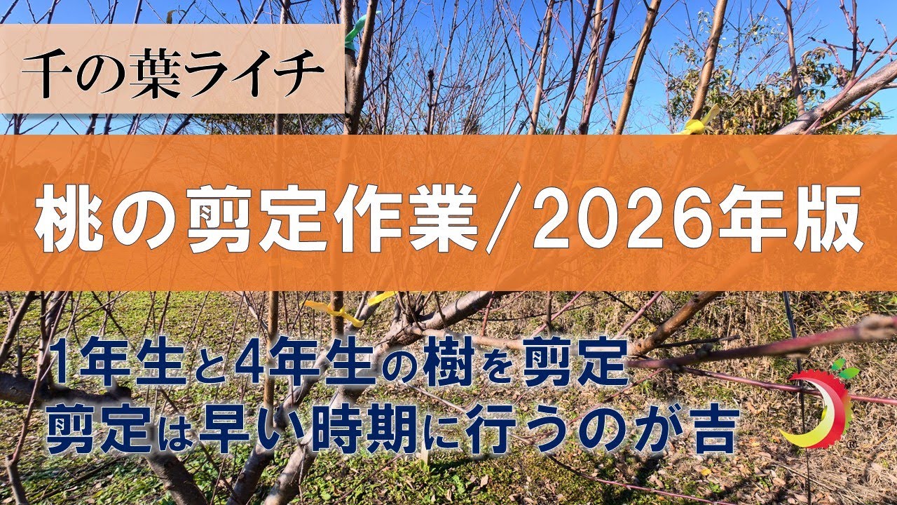 【桃の剪定作業/2026年版】1年生と4年生樹の剪定を行います！