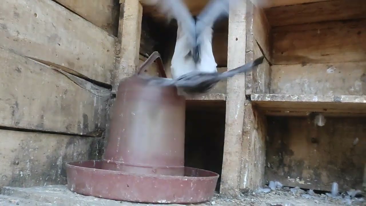 Racer pigeons baby.choncol media
