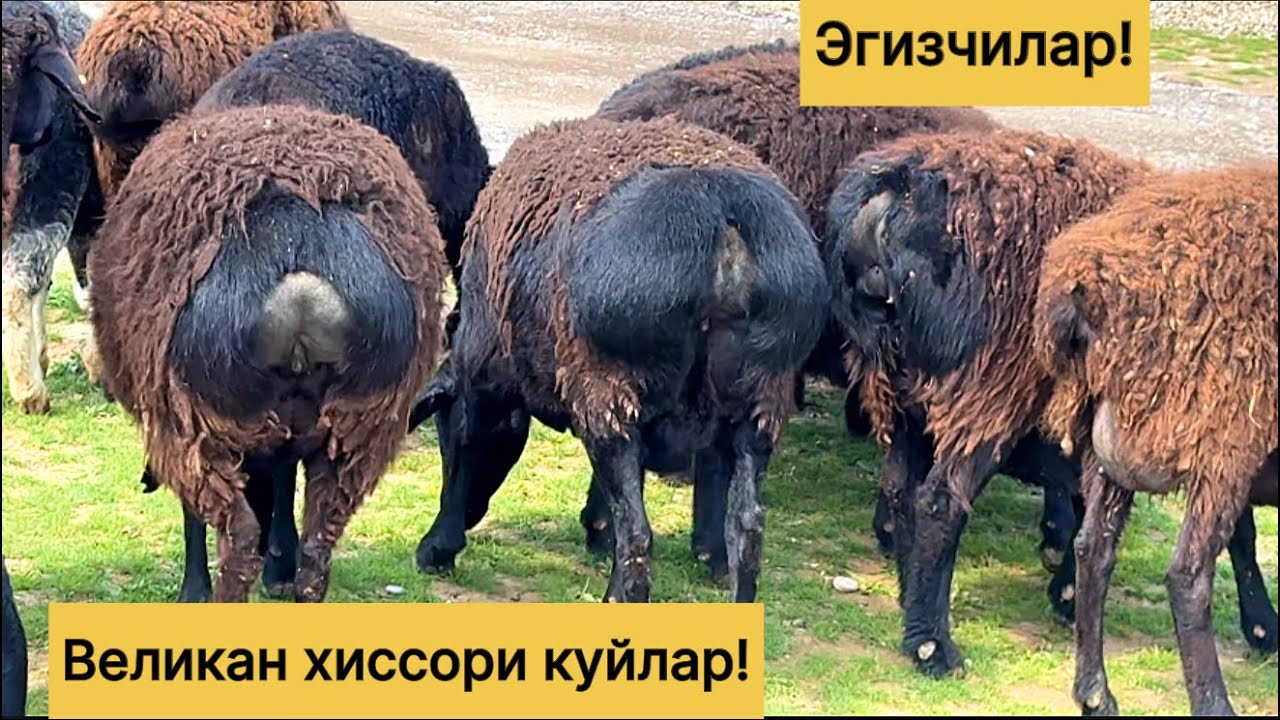 Эгизчи хиссори куйлар! 978539798☎️