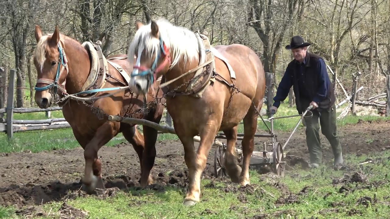 Caii domnului Viorel de la Stei, Hunedoara - 2021 Nou!!!