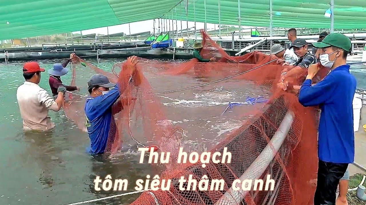 Thu hoạch t&ocirc;m si&ecirc;u th&acirc;m canh - b&aacute;n t&ocirc;m &ocirc; xy