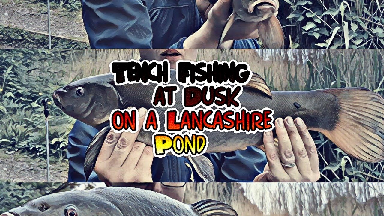 Tench Fishing on a Lancashire Pond