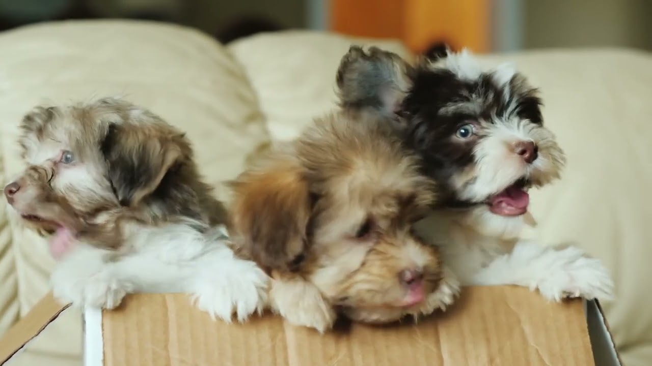 Soft music to put your dog to sleep│Puppy Peace Sounds