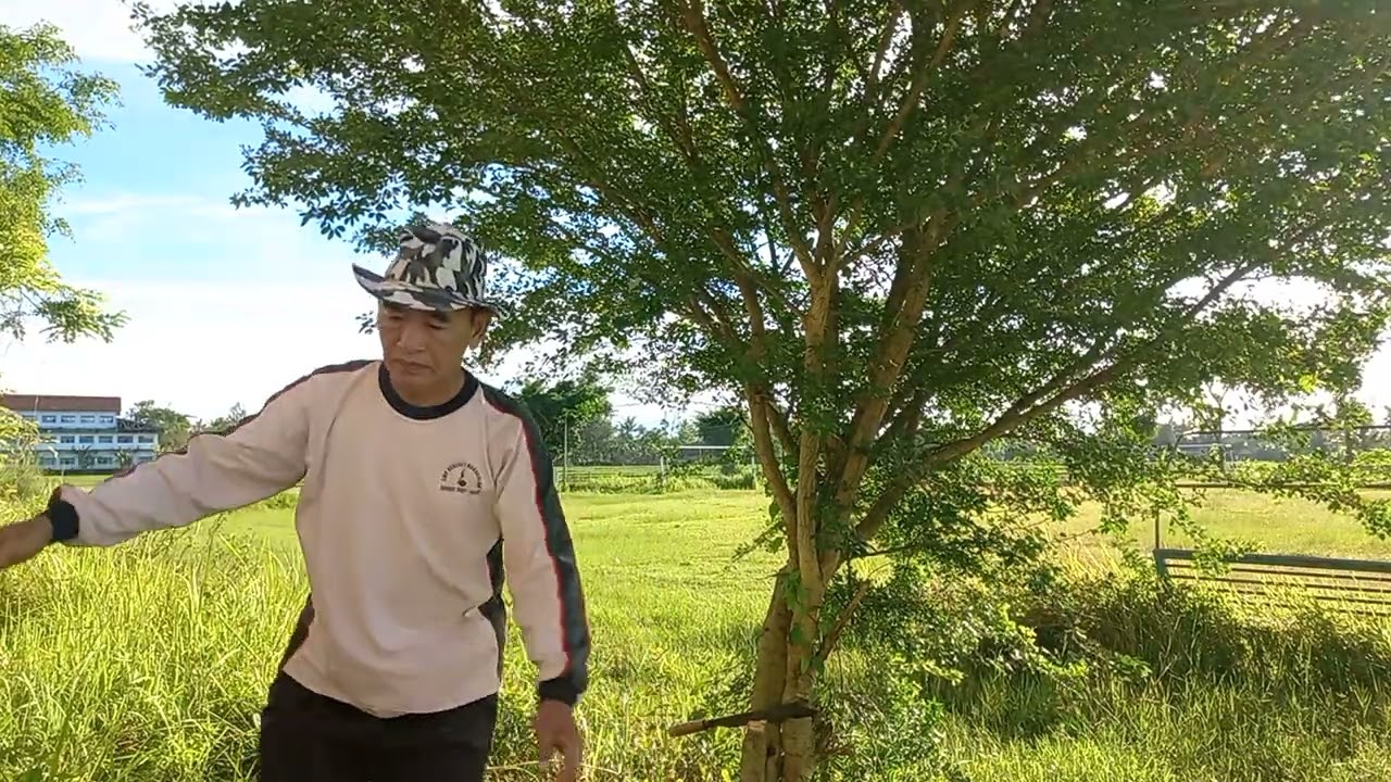Mengganggu lingkungan .berduri dipotong demi kenyamanan..smpn1nanggulan kulonprogo DIY