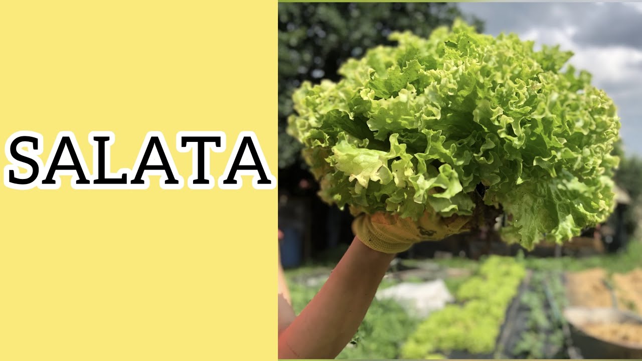 Cultivarea Salatei Crocante in Gradina si Solar.🌱 #salata