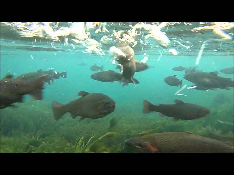 Trout movie