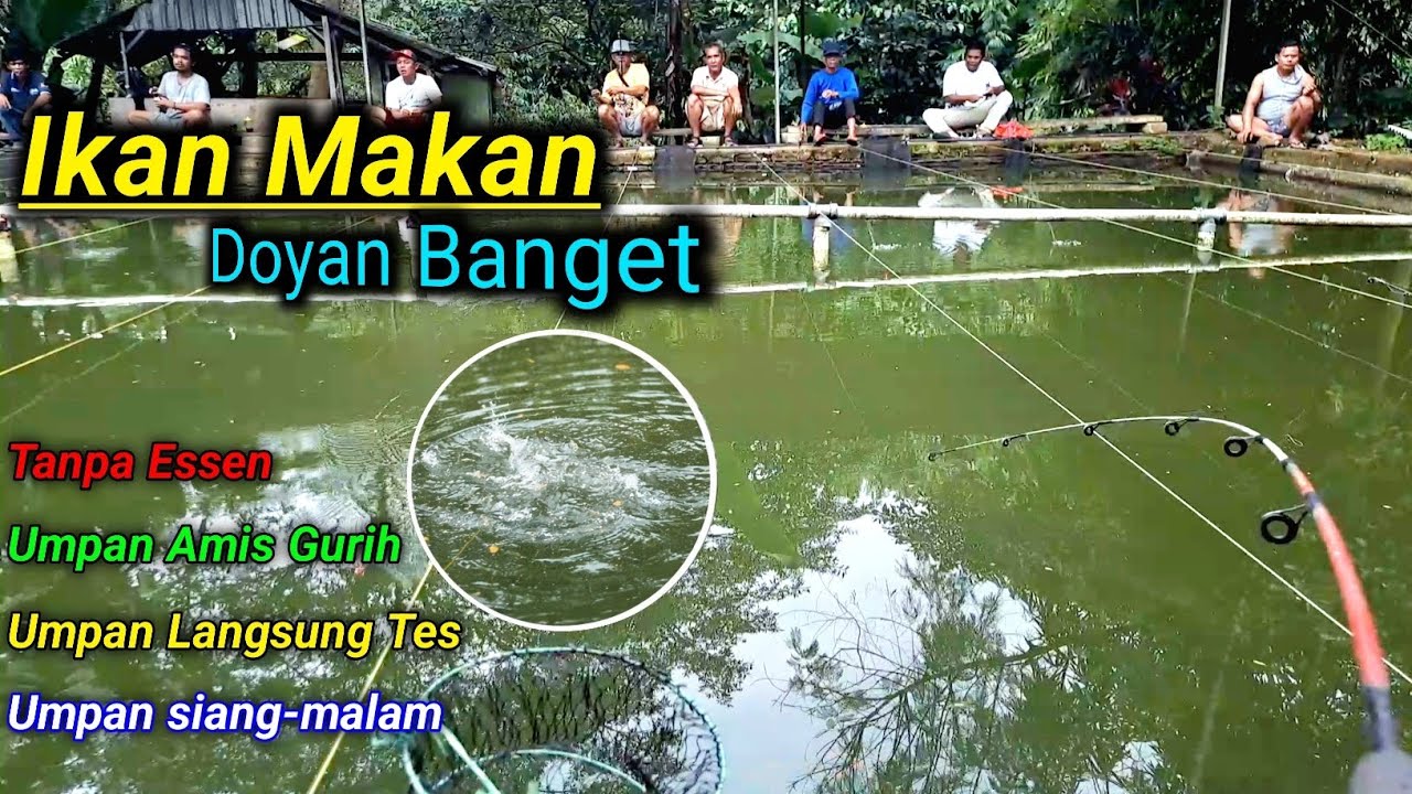 Cuma Pakai Racikan Ini || Ikan Mas Nggak Mau Lepas.