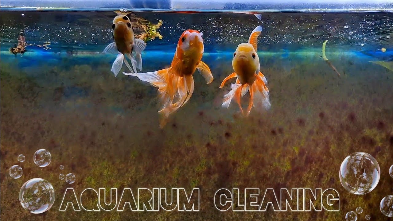 Cleaning my goldfish aquarium 🐡🫧 #aquarium #goldfish #fish #fishtank #relaxing