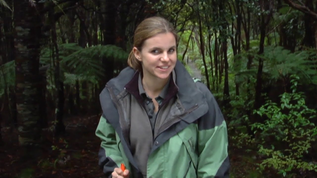 Meet the Locals: Kauri snail/pupurangi