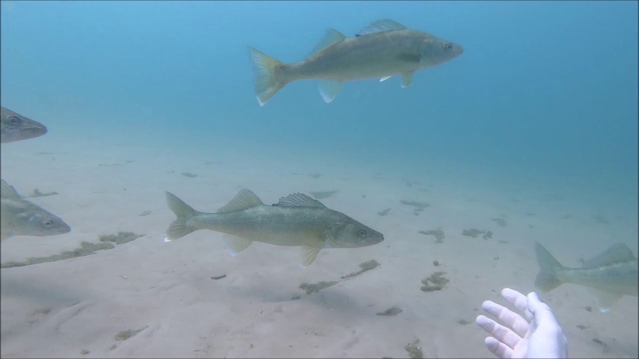 Tales from Down Under! (Lake Michigan Spearfishing) (SHIP WRECK!) (HUGE SCHOOLS OF WALLEYE)