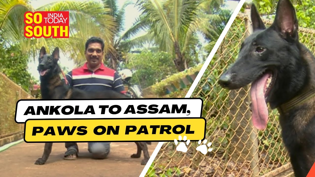 Karnataka's Belgian Malinois Guarding India's Borders | SoSouth