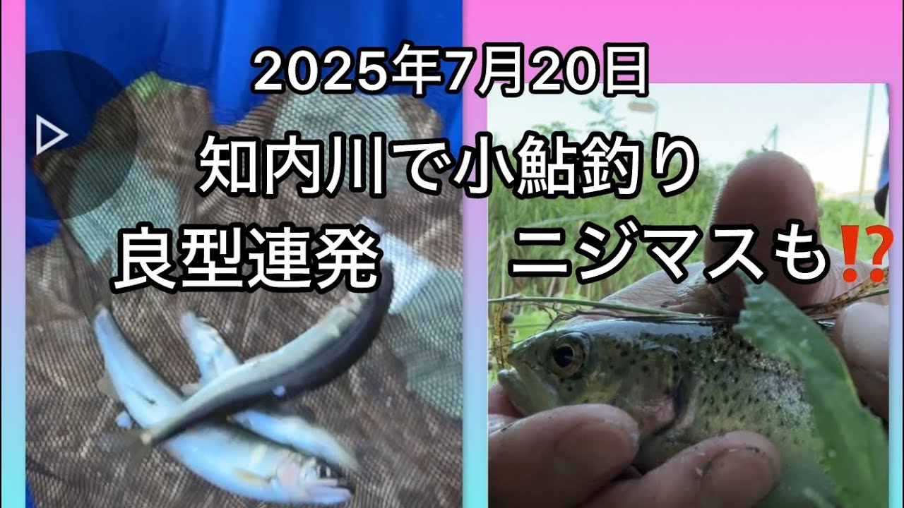 初めて行く知内川で小鮎釣り#琵琶湖小鮎釣り