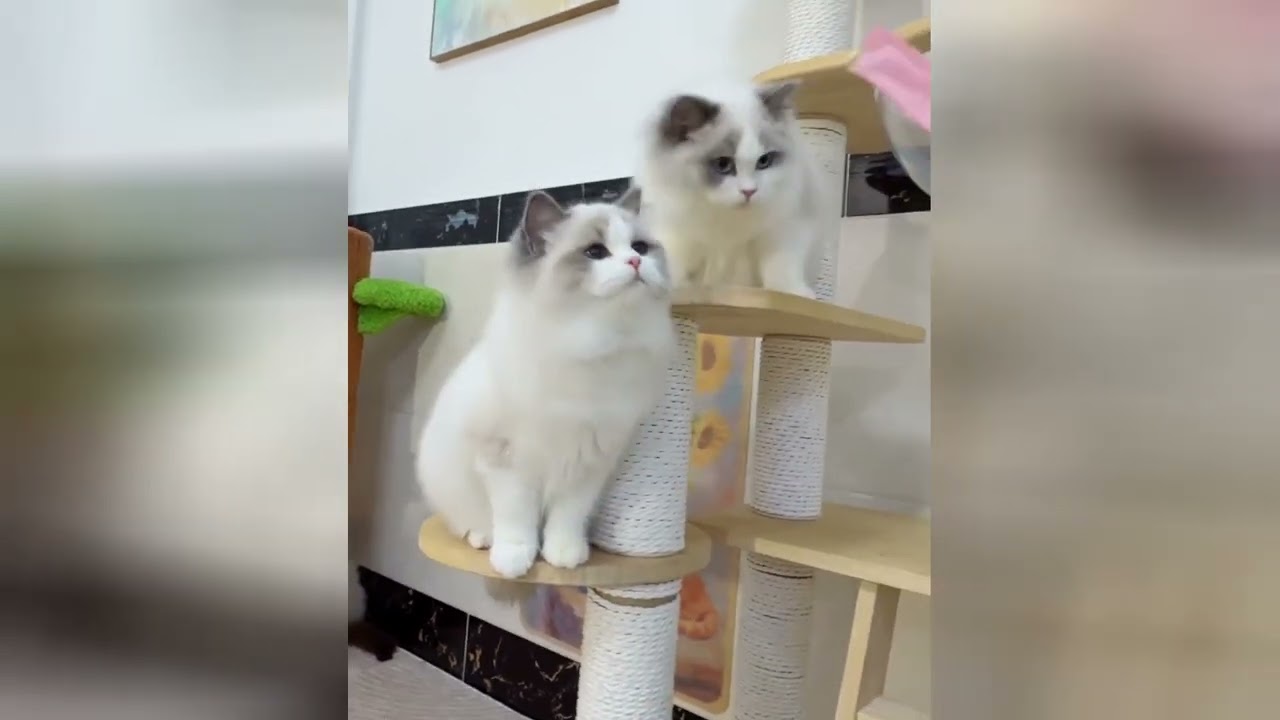 Kittens are the best medicine for a lonely heart
