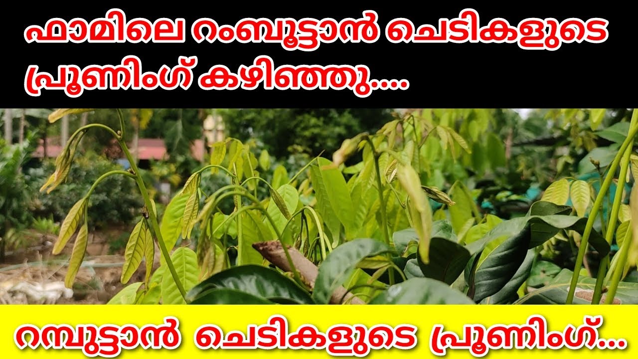ഞങ്ങളുടെ റമ്പുട്ടാൻ ഫാമിലി റംബുട്ടാൻ ചെടികളുടെ പ്രൂണിംഗ് കഴിഞ്ഞു....