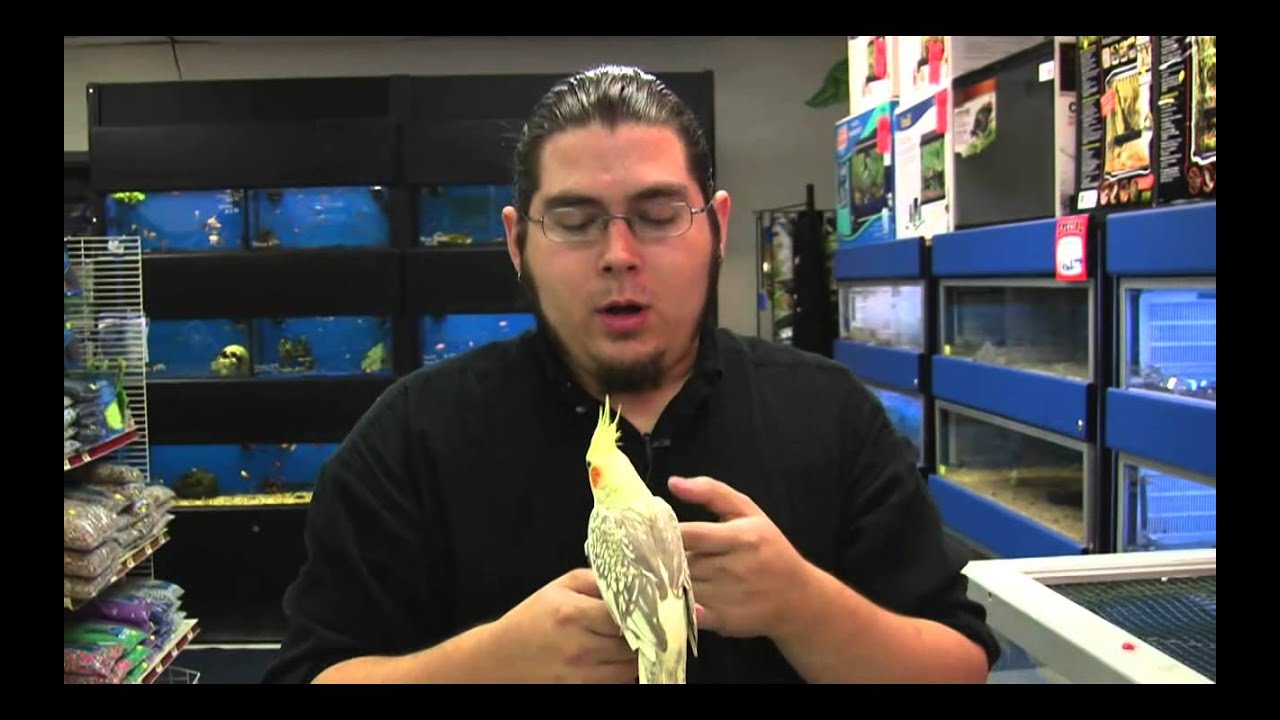 How to Tame A Cockatiel