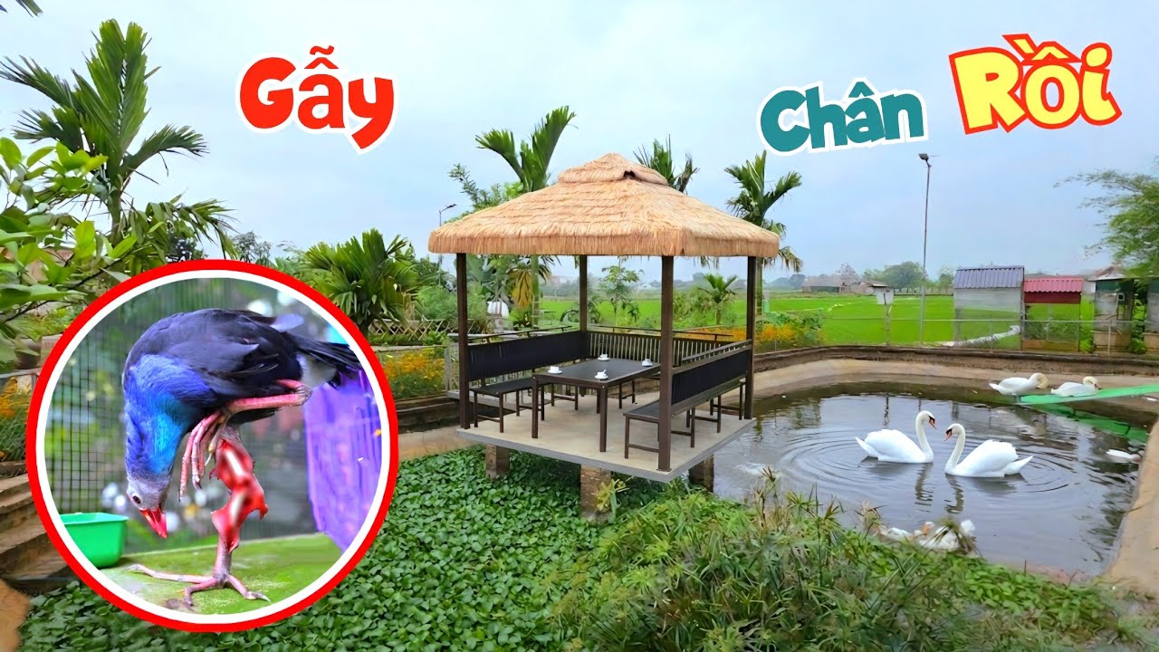 Lỡ Tay Mình Đã Làm G.ẫ..y Chân Của Trích Cồ / Quế Nghịch