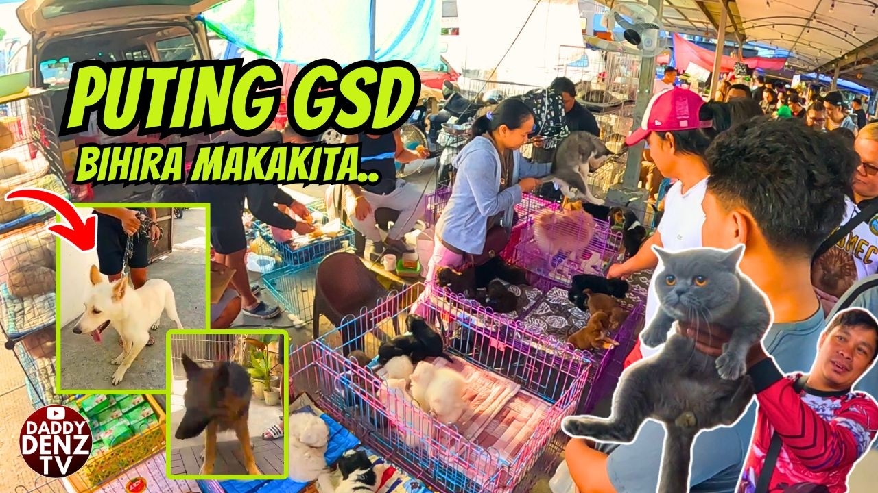 GUARD DOG NA GSD MERON PUPS AT ADULT..   / Pt.2 @GROTTO PETS & LIVESTOCK MARKET