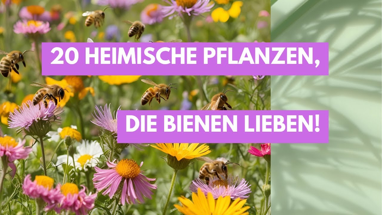 20 bienenfreundliche HEIMISCHE Pflanzen – So machen Sie Ihren Garten zum Bienenparadies! 🐝🌼