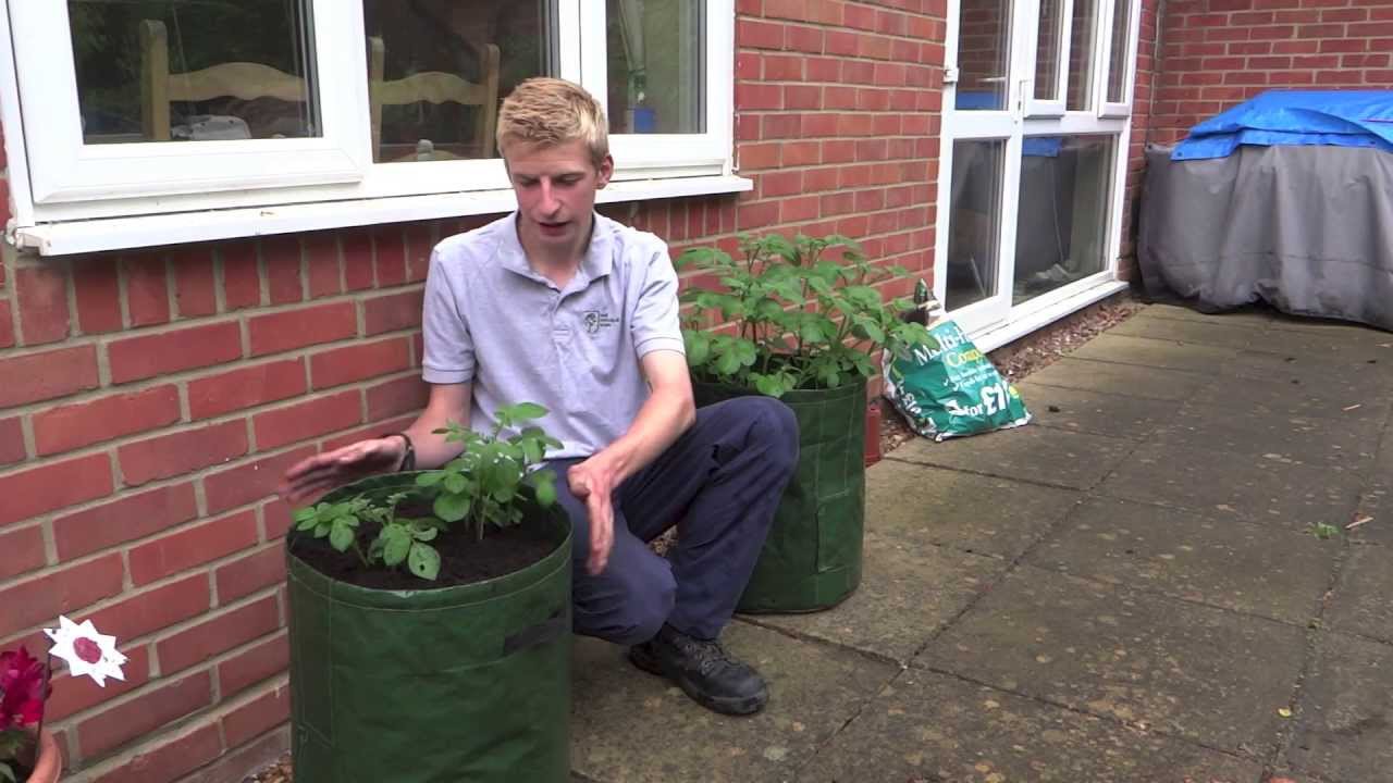 Earthing Up Potatoes | Jack Shilley