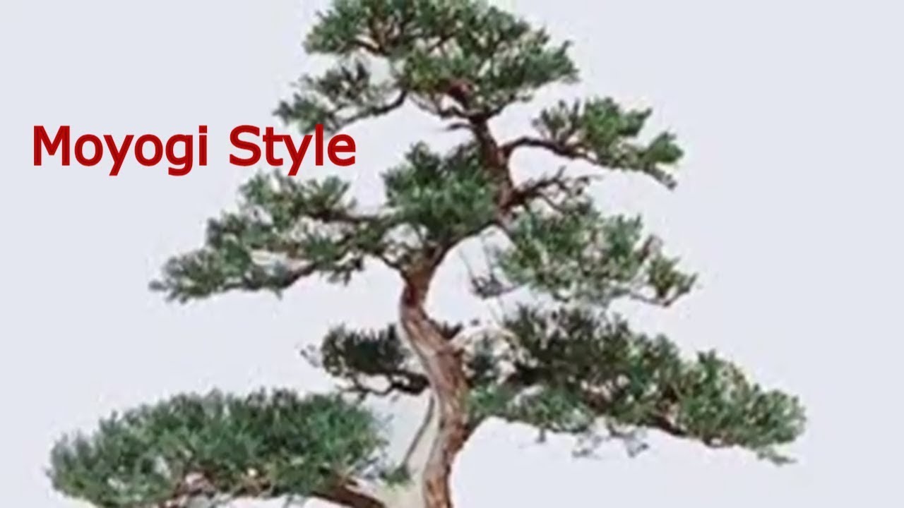 Informal upright Bonsai style (Moyogi)