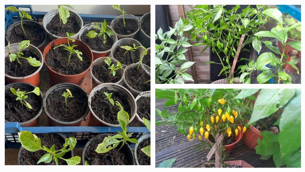 Lemon drops chilli plants tast like Naga Chilli লেমন ড্রপ মরিচের গাছ স্থানান্তর করলাম Shoker Bagan 