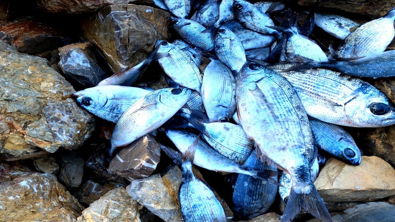 Make this super easy bait for beginners and you'll never stop pulling oblada fish